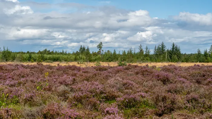 Heather moorland with trees in the distance.