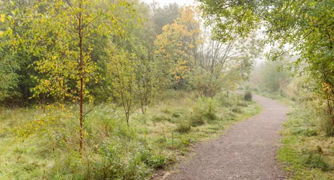 Drooping conifer branch