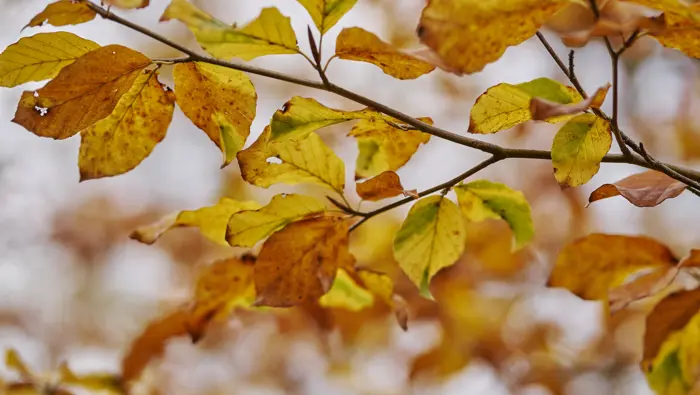 Autumn leaves on branch.