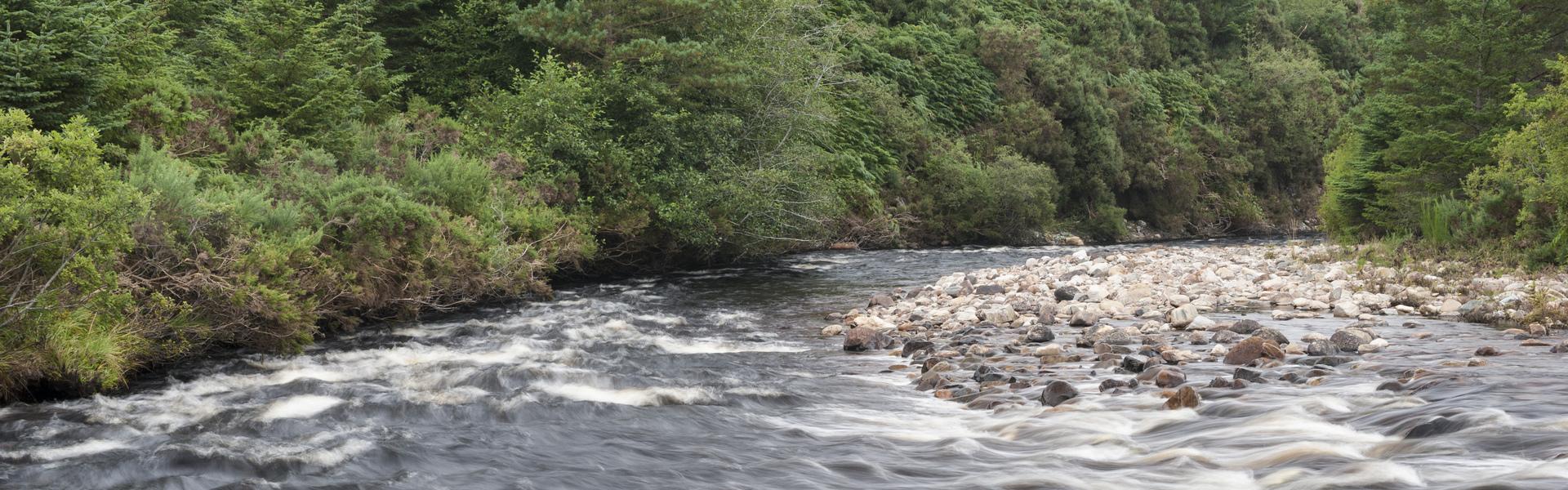 Close up of tree bark