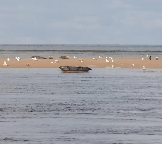  A common and grey seal colony in Findhorn Bay. Moray