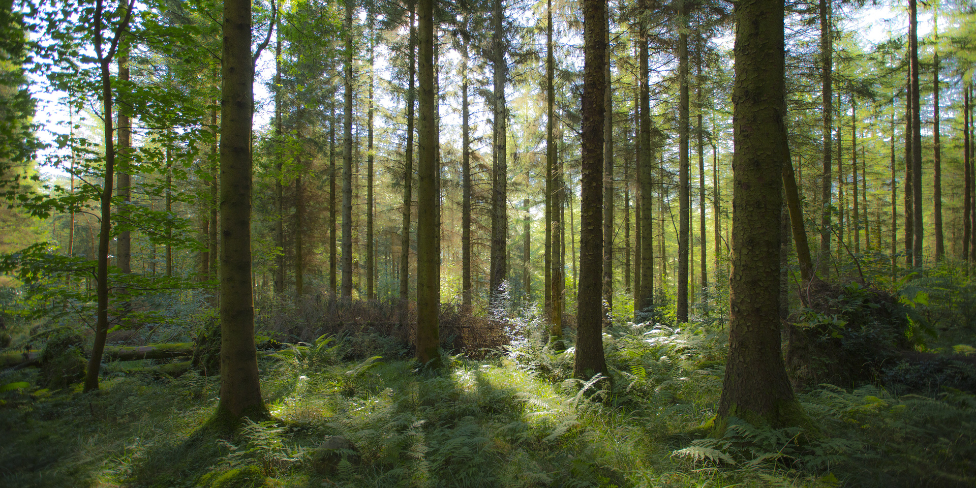Drooping conifer branch