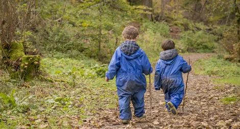 Drooping conifer branch