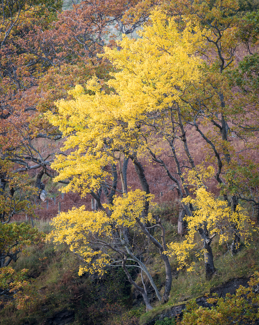Aspen tree in autumn.