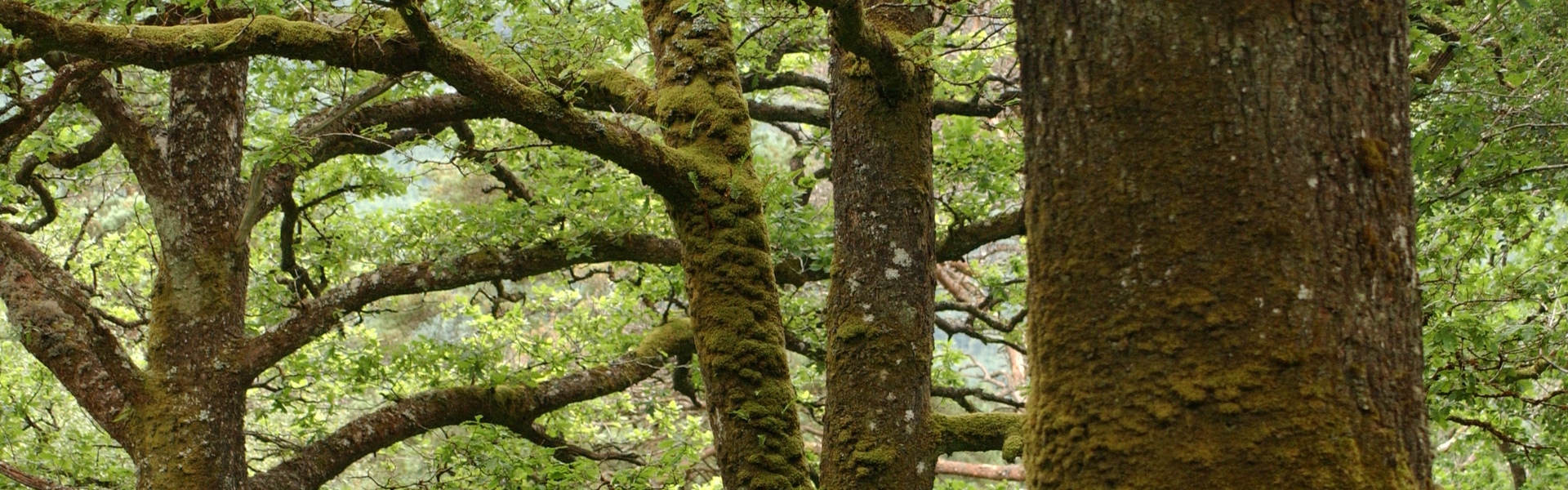 Close up of tree bark