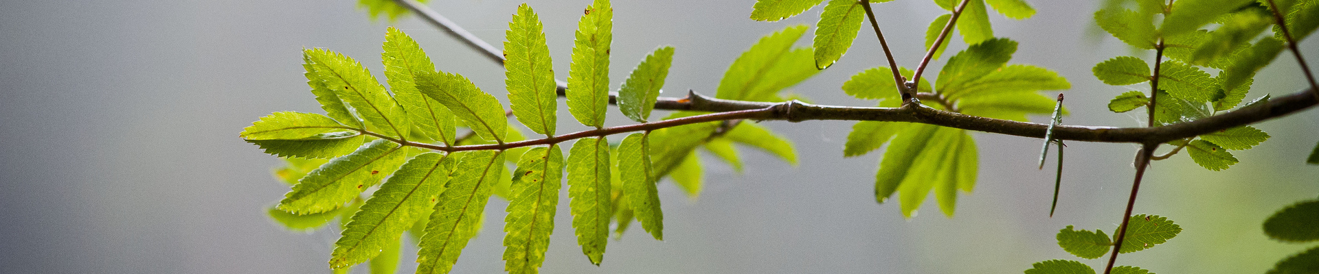 Close up of tree bark