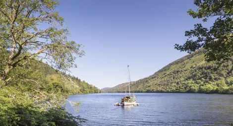 Drooping conifer branch
