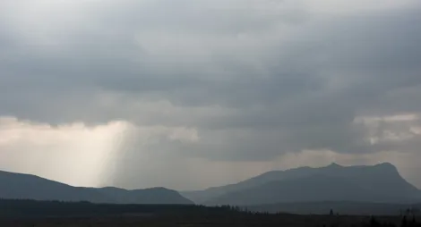 Drooping conifer branch