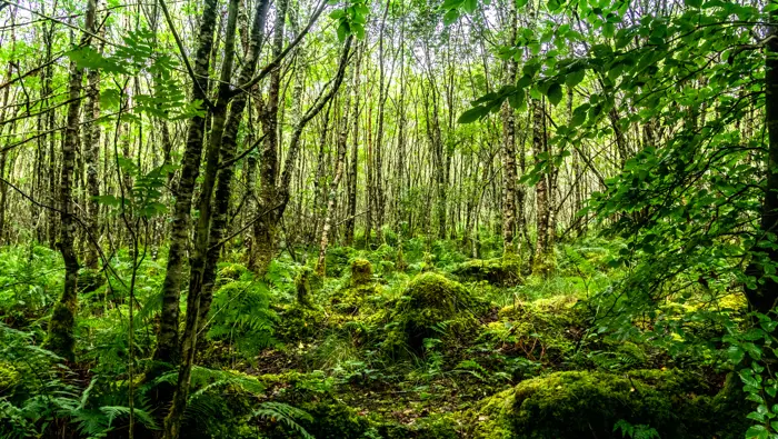 A mossy forest floor with broadleafs