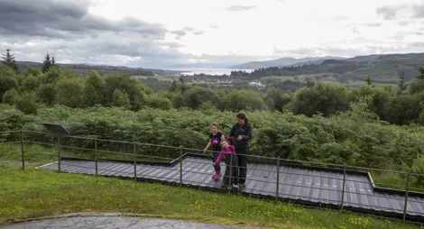 Drooping conifer branch