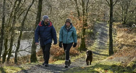 Drooping conifer branch