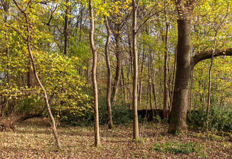 Woodland with golden and green leaves in autumn.