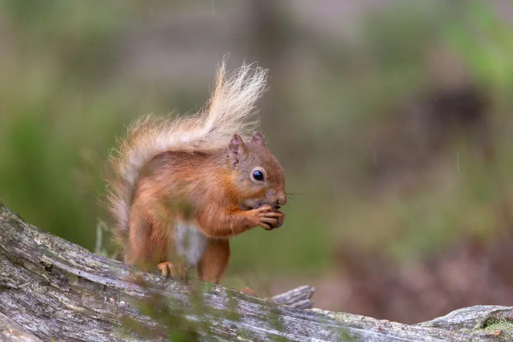 A red squirrel stands on deadwood.
