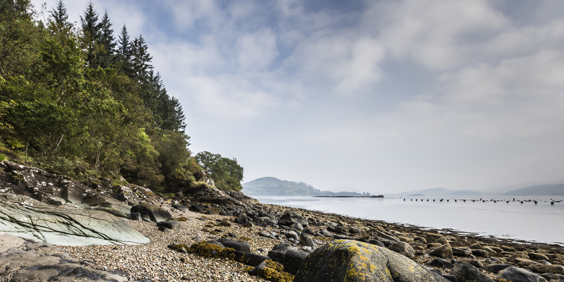 Close up of tree bark
