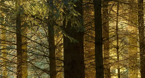 Drooping conifer branch