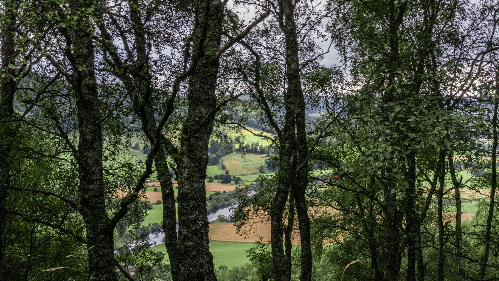 View of the river Tay through trees on a hill