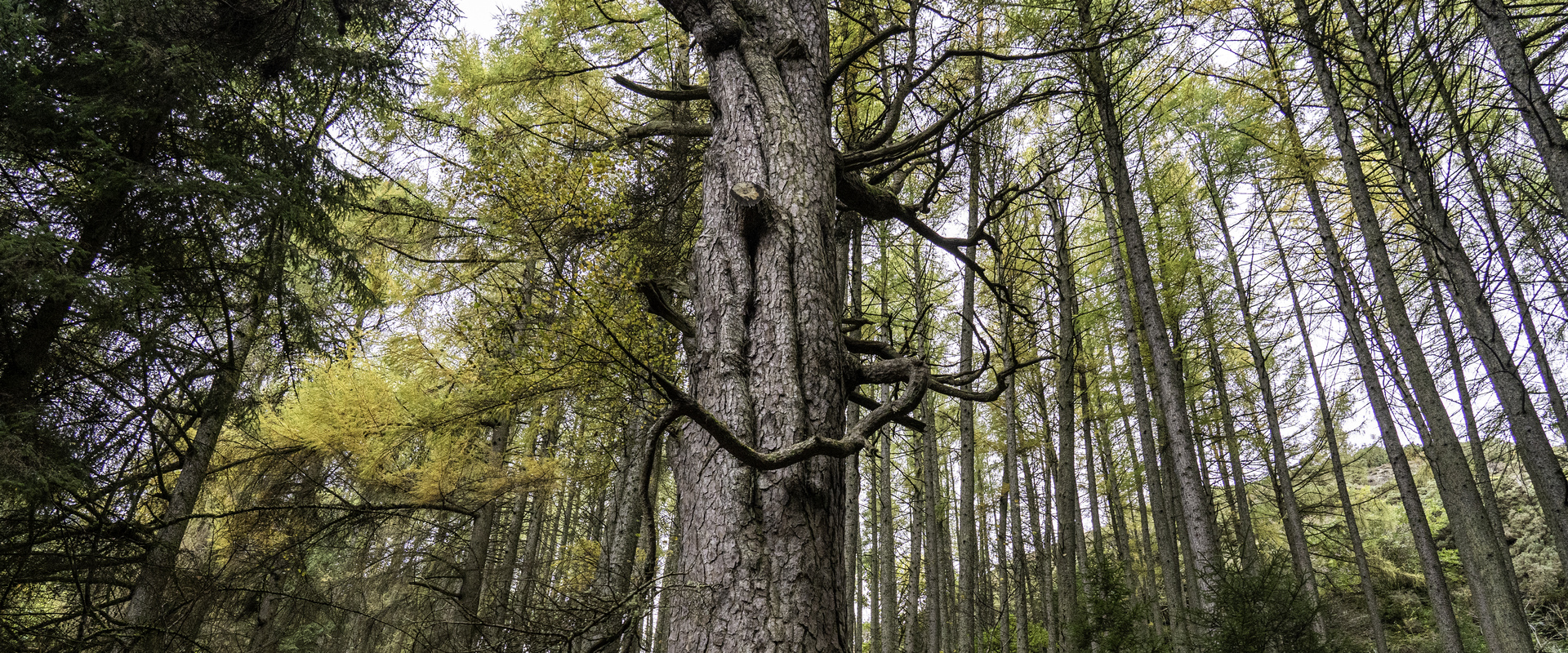 Close up of tree bark
