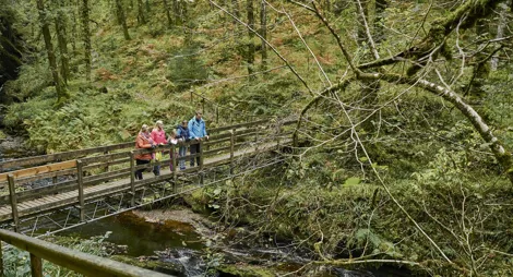Drooping conifer branch
