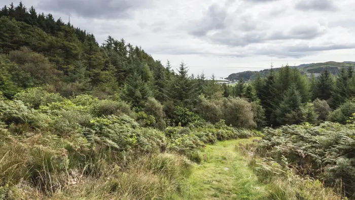 A forest road in a fern and pinewood with the coastline in the background