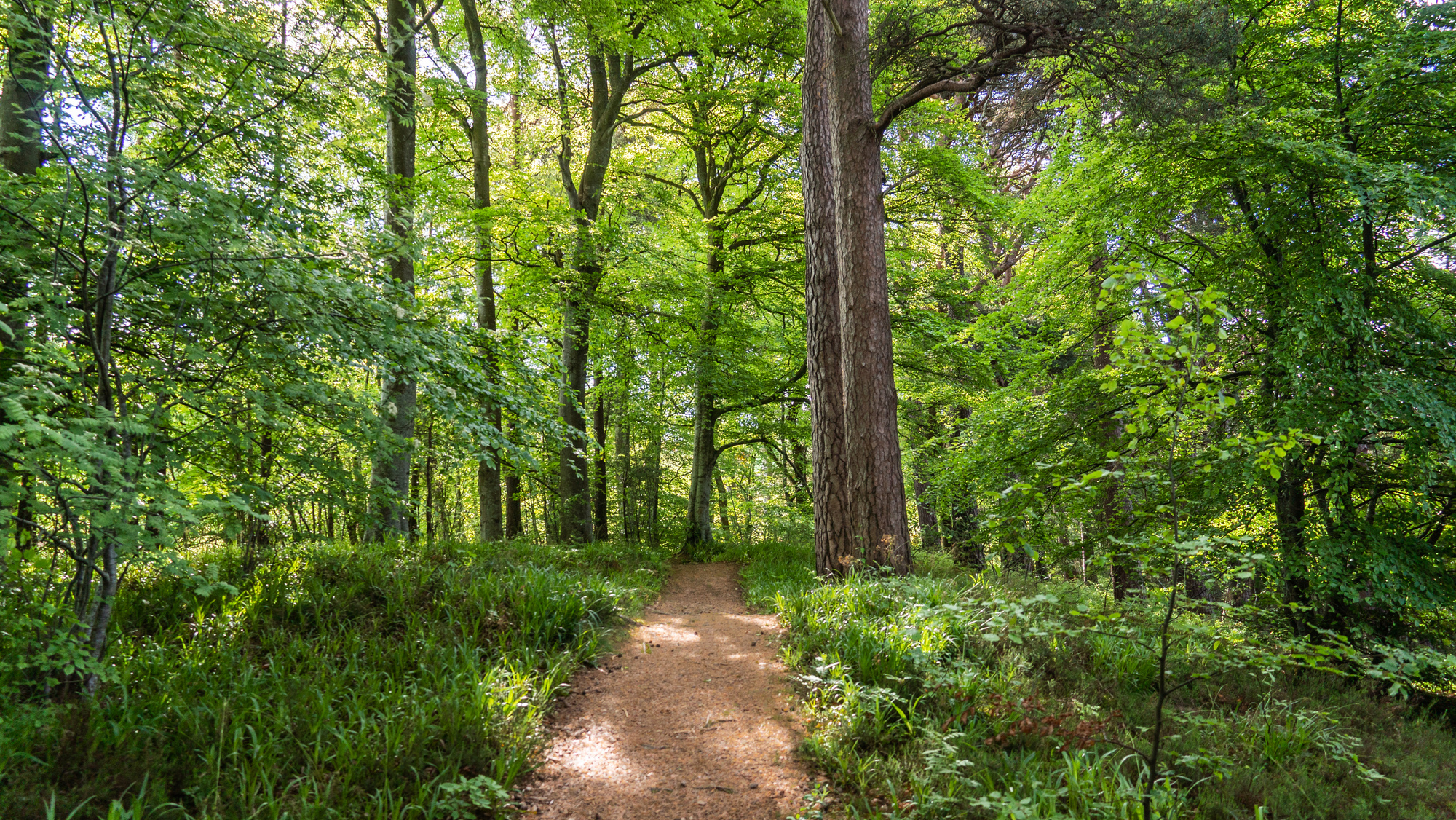 A walking path through a mixed forest with ferns and the sun coming through the trees