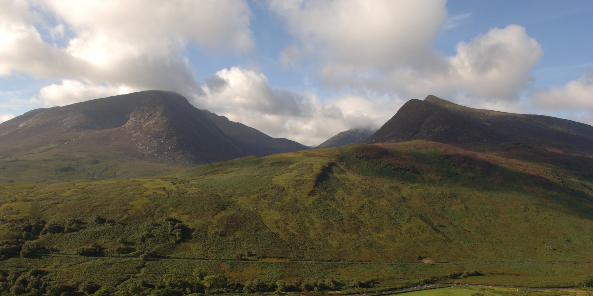 Drooping conifer branch