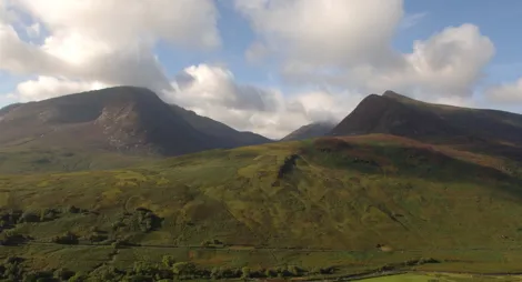 Drooping conifer branch