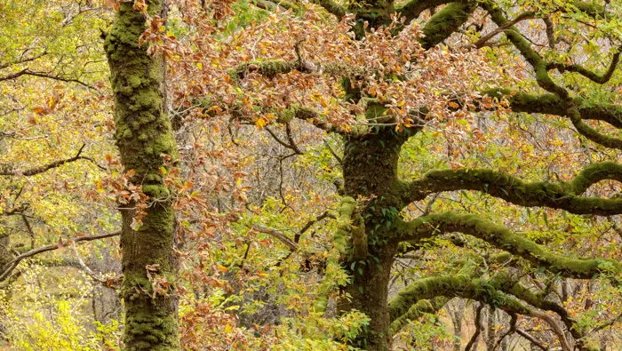 Oaks in autumn at Ariundle