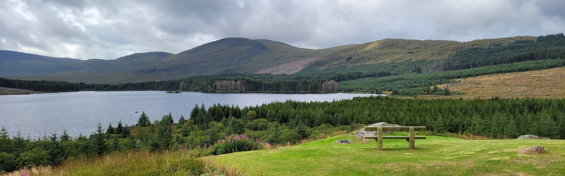 Drooping conifer branch