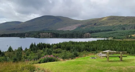 Drooping conifer branch