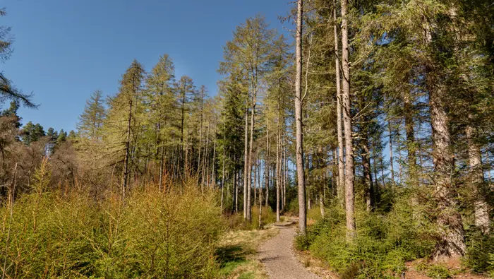 Path through woodland.