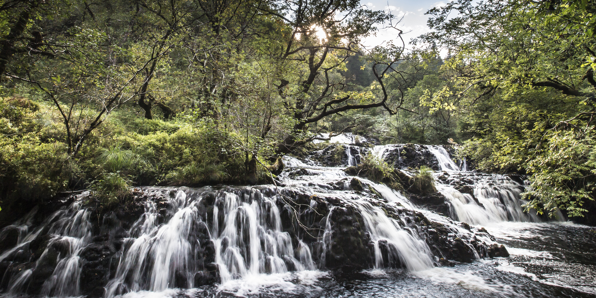 Close up of tree bark
