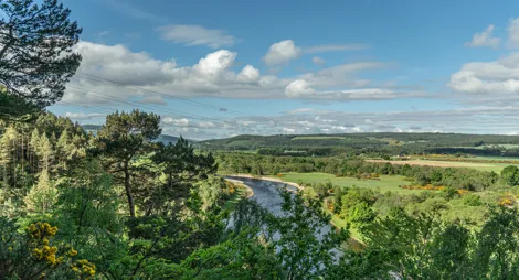 Drooping conifer branch