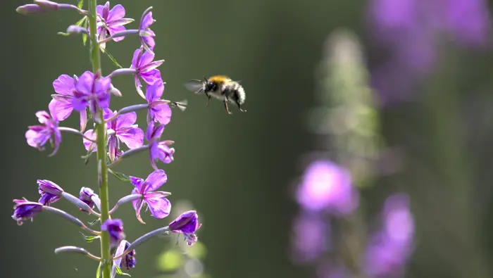 Bee in flight.