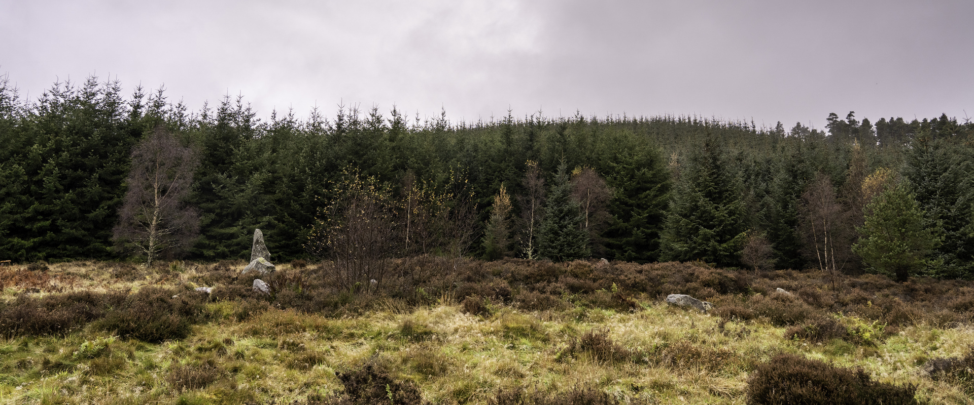 Drooping conifer branch