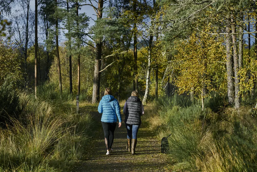 Rear view of woman and teenage girl walking with dog, on woodland trail, Contin Forest, near Strathpeffer.