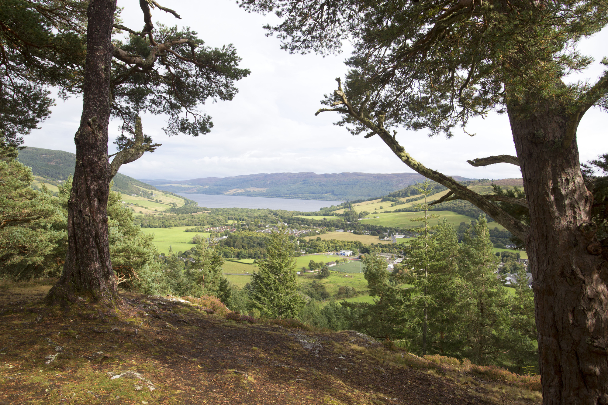 Drooping conifer branch