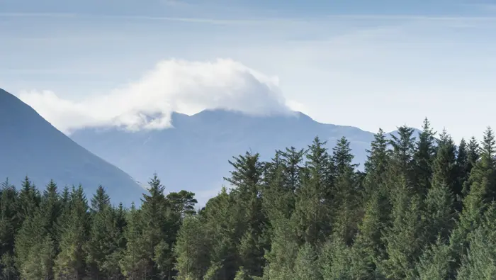 Trees in the foreground with a mountain in the distance.