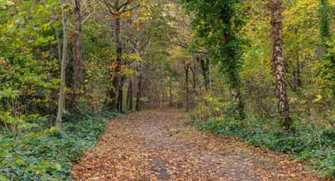 Drooping conifer branch