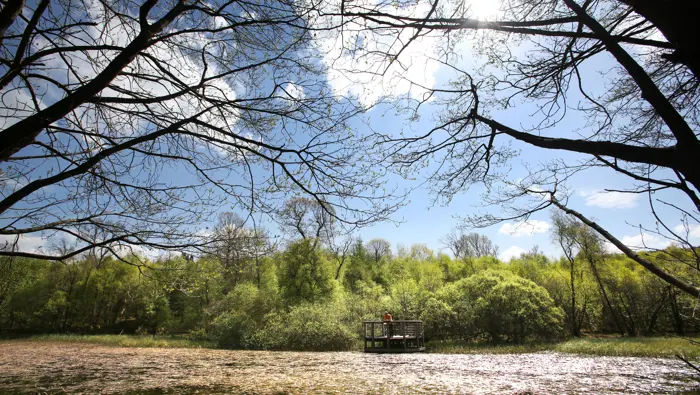 Lochan with viewing platform surrounded by trees.