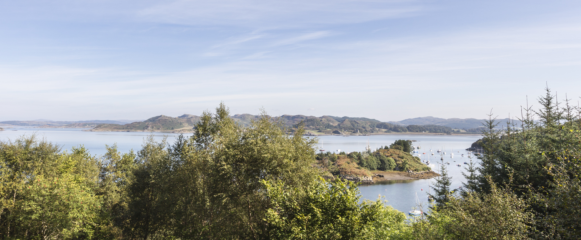 Drooping conifer branch