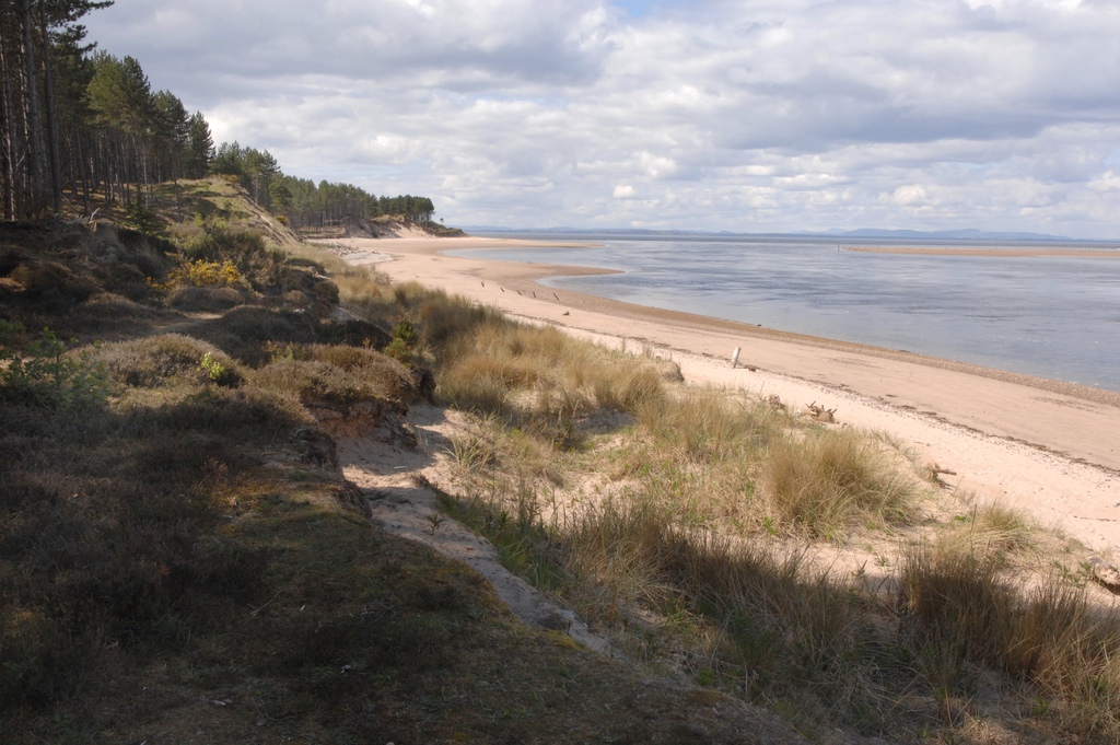 Sandy beach with forest and sand dunes.