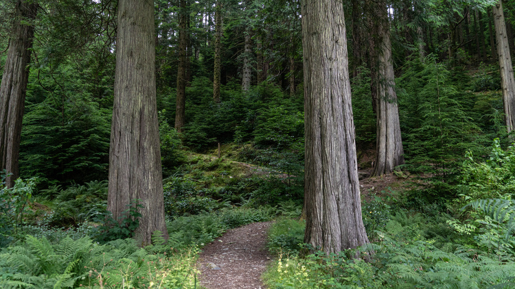 A rocky path curving through tall pine wood trees in a dense forest 