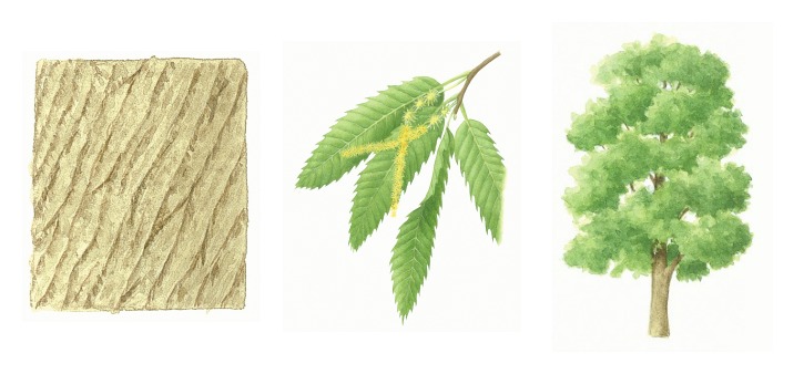 botanical drawings of sweet chestnut tree