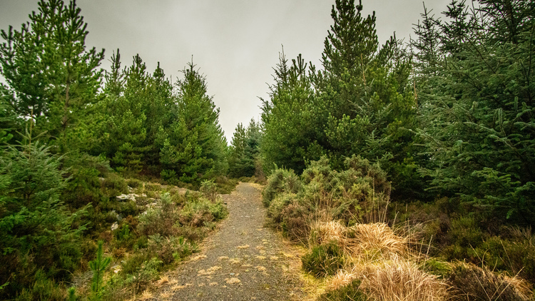 Stone path through a pine woodland