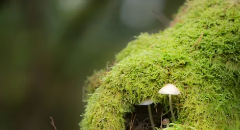 Drooping conifer branch