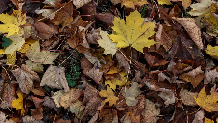 Autumn leaves on forest floor at Auchenshuggle.