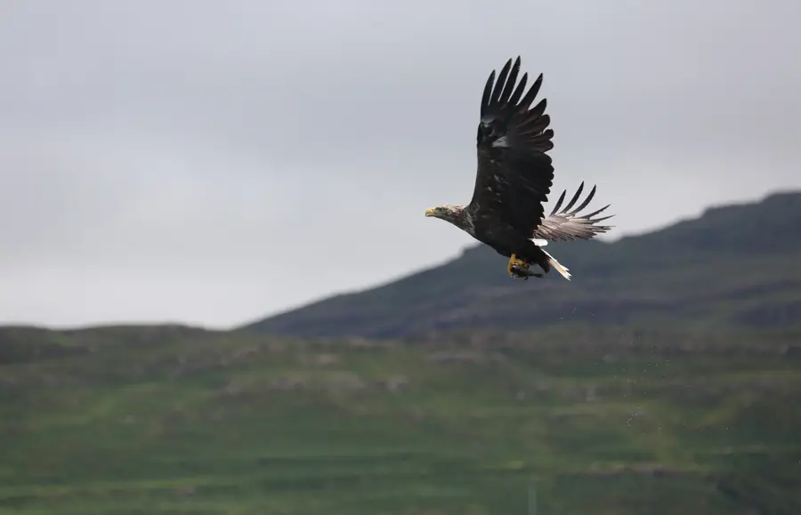 White tailed eagle