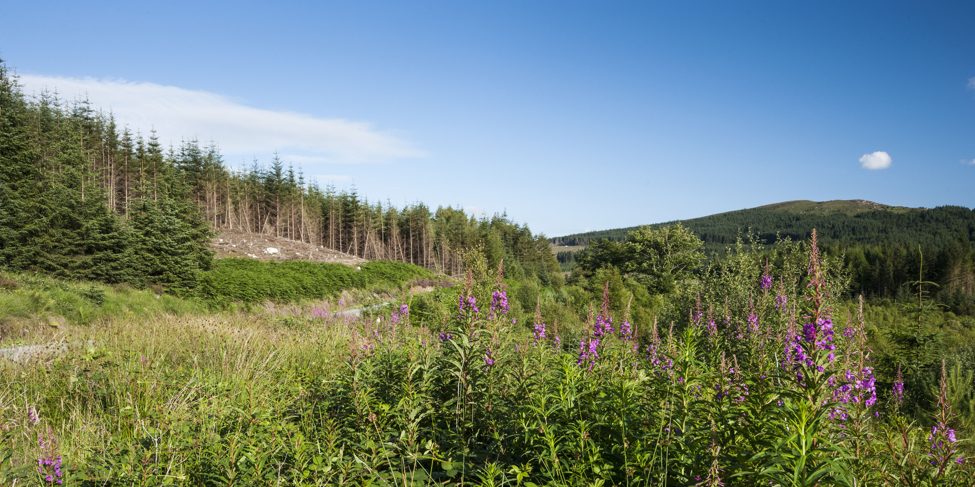 Drooping conifer branch